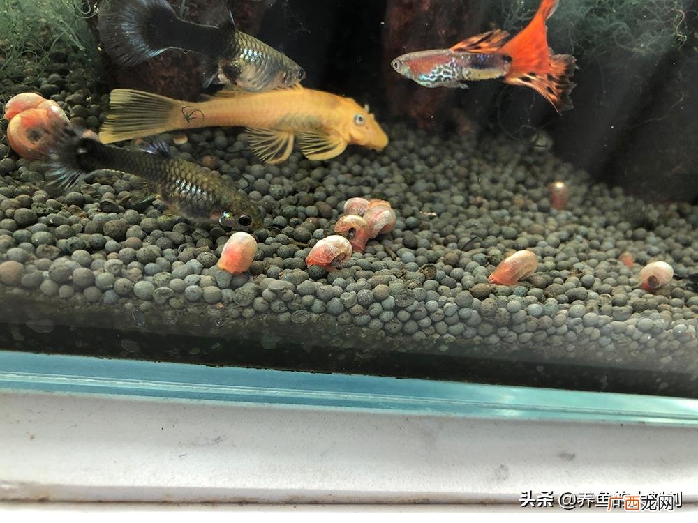入门必看养鱼开始的准备步骤 新手第一次养鱼需要注意哪些