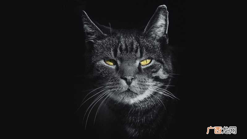 梦到猫死了预示什么 梦到猫死了