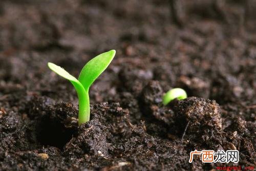 花儿和蜜蜂好,花儿给他一个甜蜜的拥抱 谁和谁好仿写句子有哪些