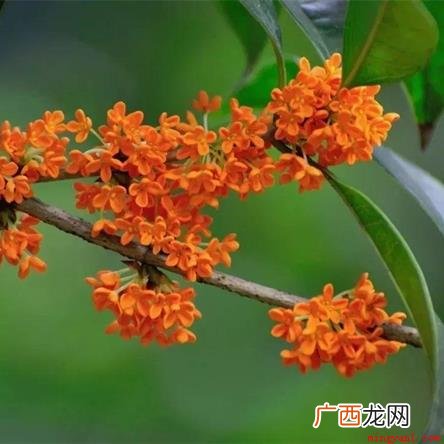 嫁接的丹桂一年就会开花,扦插的则要等待四年左右 丹桂飘香是什么季节