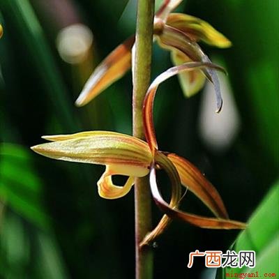 兰花 花中君子指的是什么