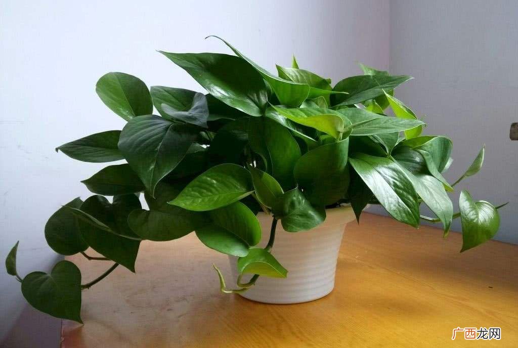 属虎的幸运花和旺财花 属虎养什么植物旺财