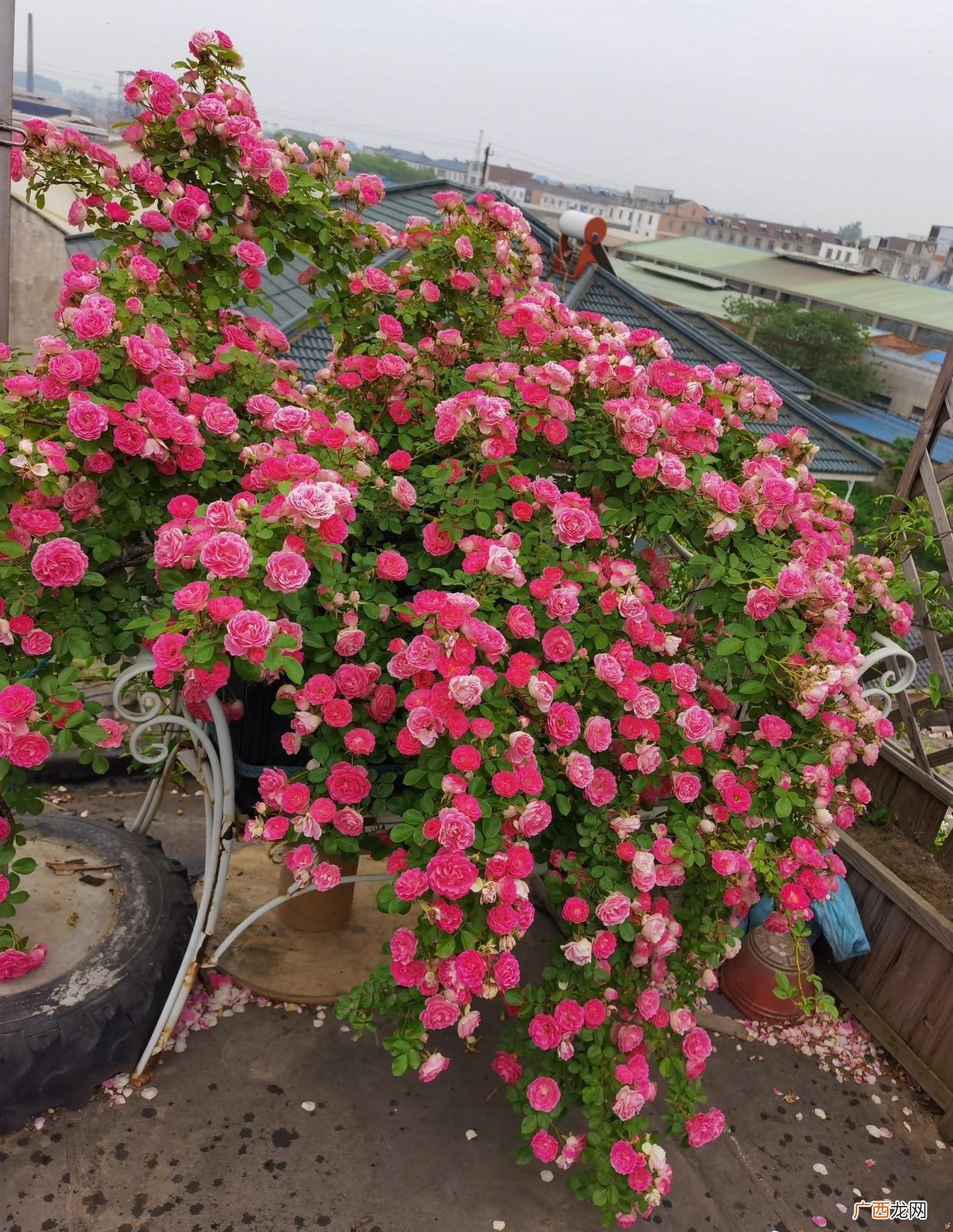 几种吉祥花，家里养一盆旺家又旺财 十大吉祥花是什么花