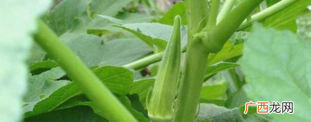 南北方秋葵种植时间及方法 秋葵什么时候播种育苗最好