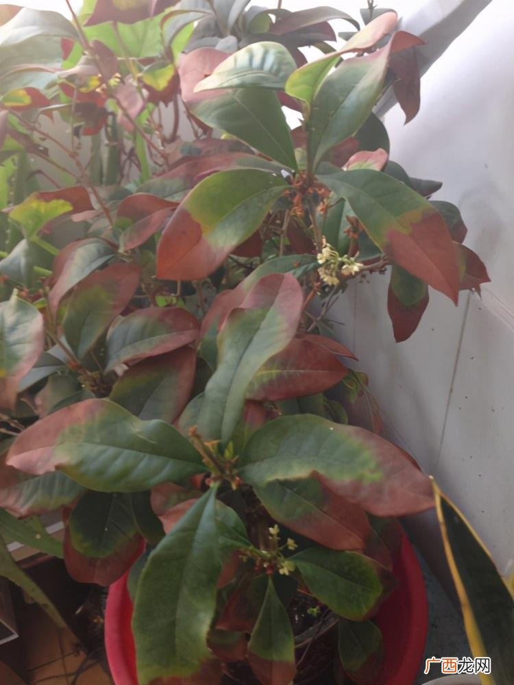 桂花叶子尖发黑枯萎像烧焦如何处理 桂花干叶尖是怎么回事