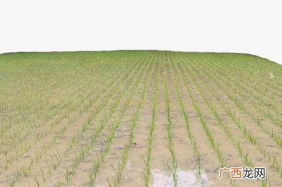 梦见好多的水是什么预兆 梦见水田里好多的水什么意思啊