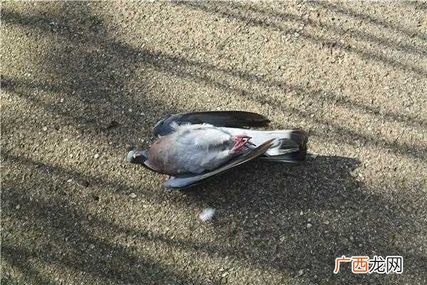 梦见好多鸽子是什么预兆 梦见鸽子死了是什么意思