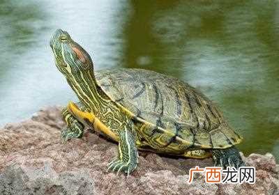 梦见放生乌龟是什么意思呢 梦见放生乌龟是什么意思
