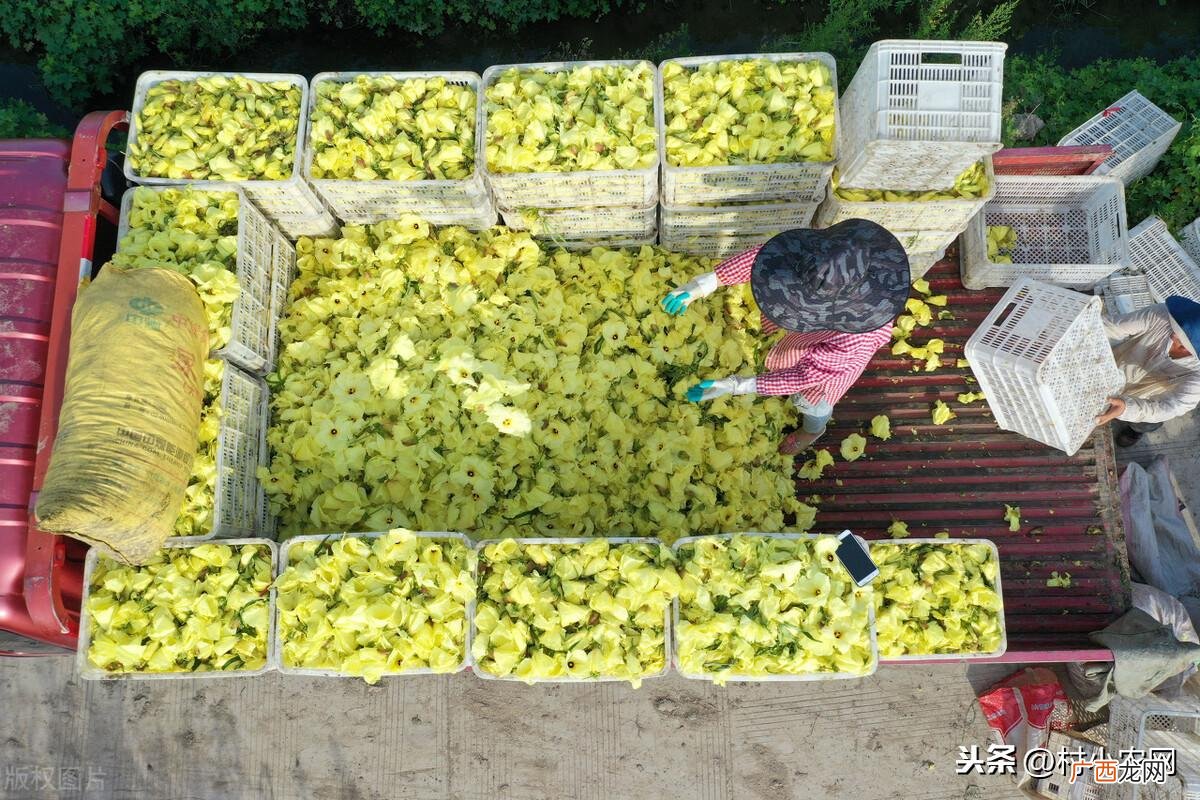 国内可种植的十大紧缺药材盘点 紧缺中药材种植有哪些