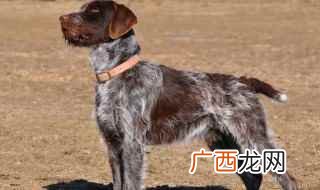 卷毛寻回犬性格特征 卷毛寻回犬的性格特点