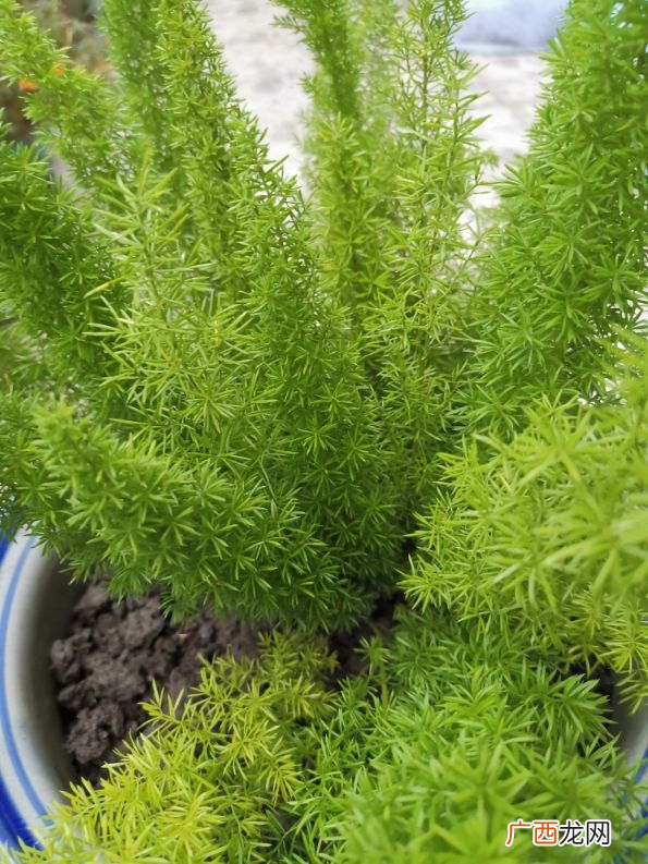 办公室摆放5种绿植有助于事业 办公室旺事业的植物盆栽