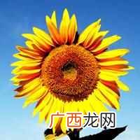 一串红是观赏花卉吗 一串红最佳观赏期