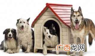 马尔济斯犬和巴哥犬的区别 温顺好养的狗，温顺好养的狗狗品种