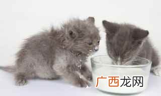 猫拉稀怎么办 猫拉稀的解决方法