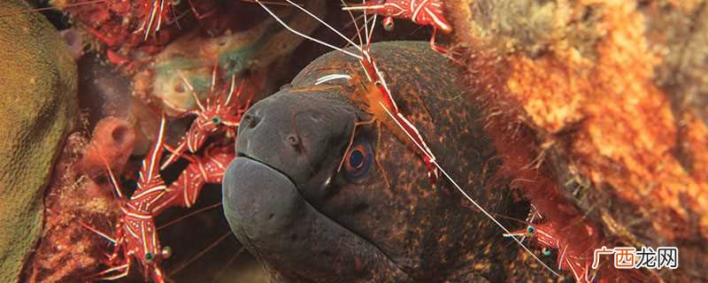 海鳝和海鳗的区别在于外观、生存环境、生活习性、营养价值不同