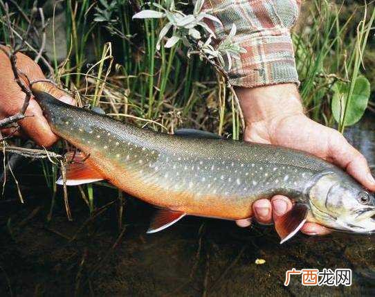 梦见在河里捞鱼 梦见在河里捞鱼有什么预兆吗