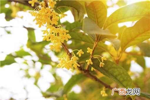 桂花怎么吃推荐6种桂花美食做法! 桂花怎么吃推荐6种桂花美食做法！