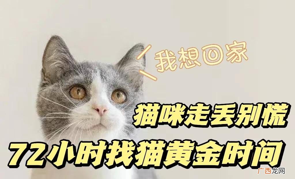 5招找猫很灵的方法 猫丢失了最有效方法找回来