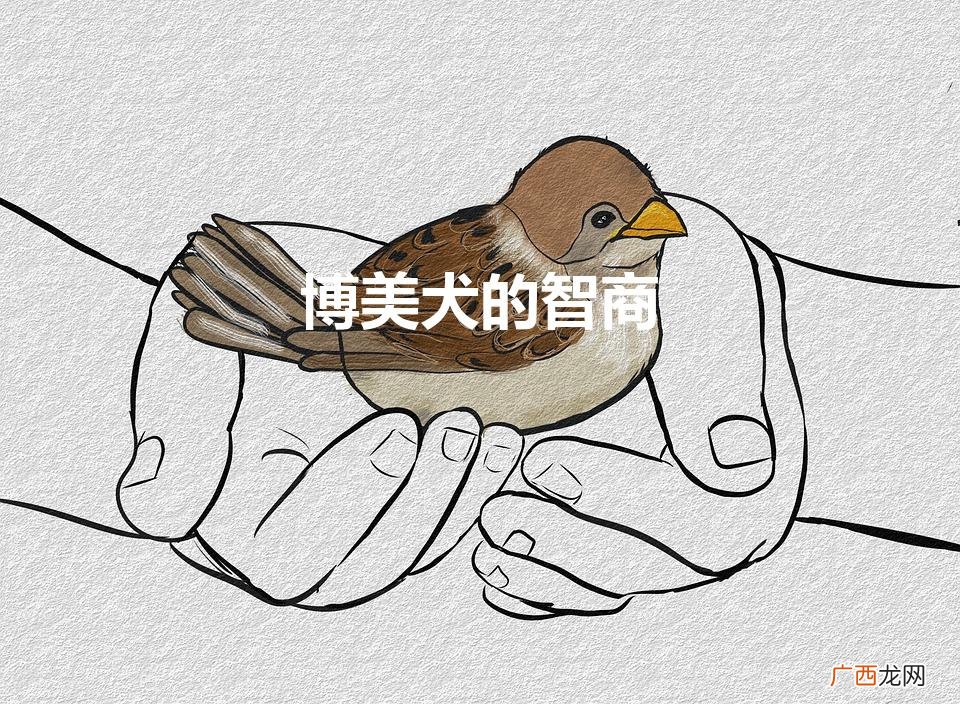博美犬的智商（博美犬的智商相当于人类几岁)