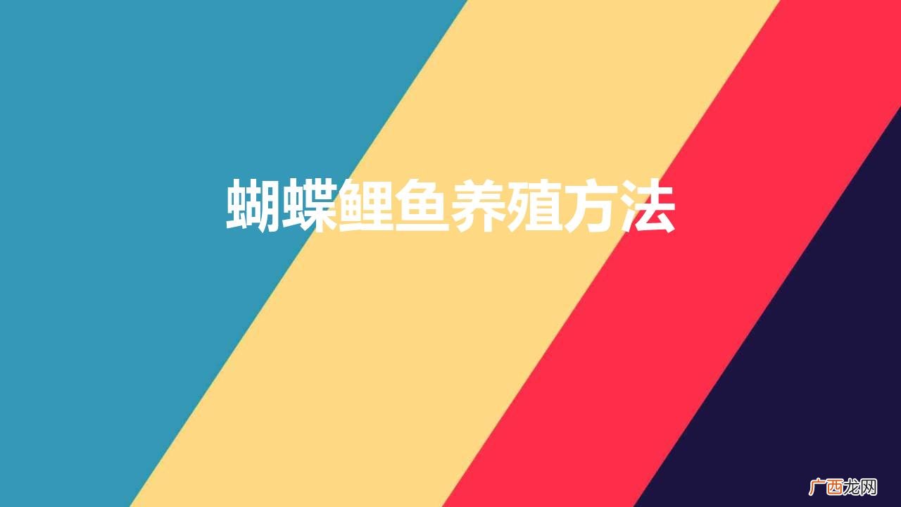 怎样才能养出一缸好的蝴蝶鲤鱼 蝴蝶鲤鱼养殖方法
