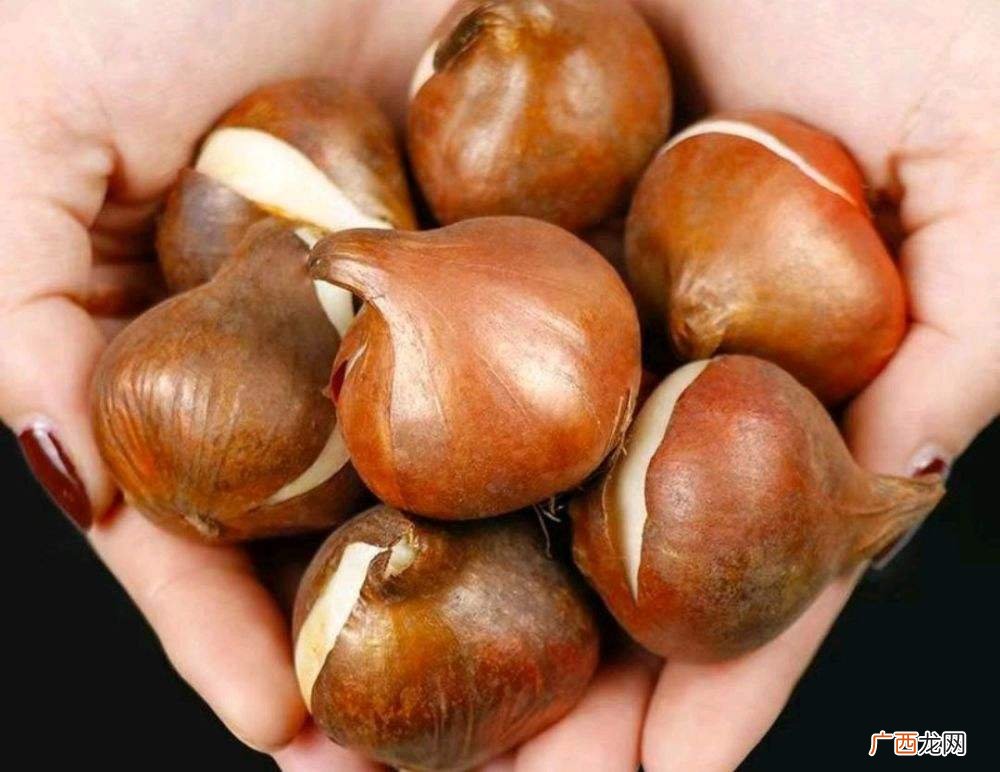超火的4种球根花卉，埋到土里就活 球根花卉有哪些
