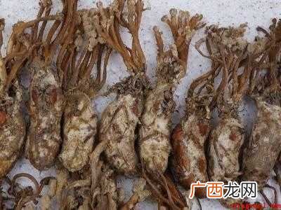 干金蝉花食用前怎么清洗的具体操作步骤 干金蝉花食用前怎么清洗