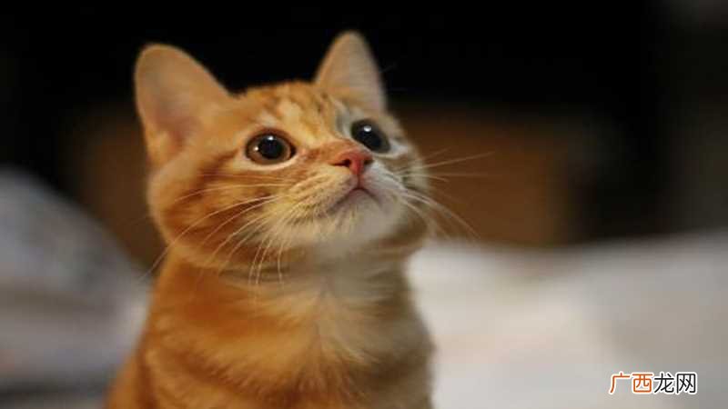 梦见很多猫是什么征兆 梦见好多猫是什么征兆