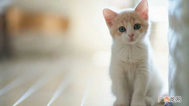 做梦梦到猫亲近我是什么意思 做梦梦到猫和我亲近是什么意思
