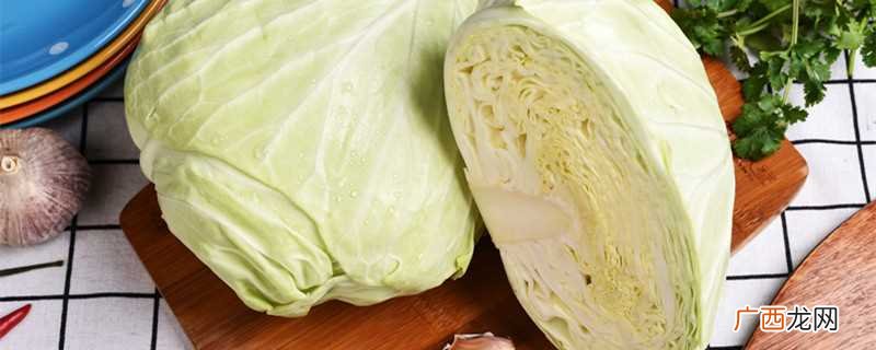高丽菜是什么菜图片 高丽菜是什么菜