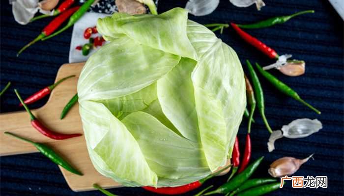 高丽菜是什么菜图片 高丽菜是什么菜