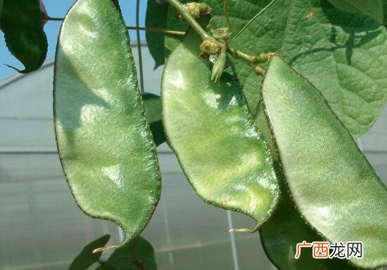 扁豆和豆角营养价值区别 扁豆和豆角的区别