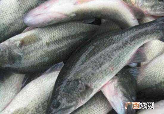 鲈鱼和鲤鱼有什么不同 鲈鱼和鲤鱼的区别