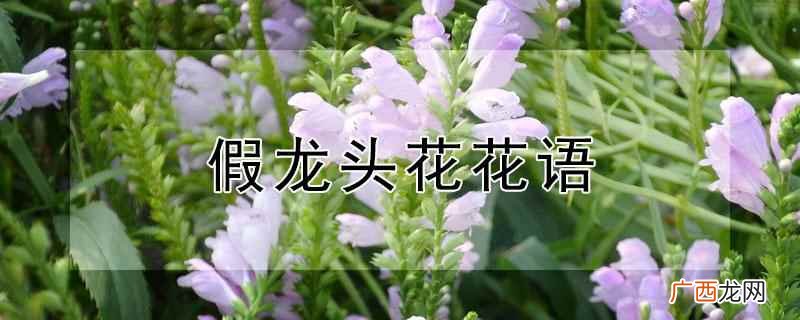 假龙头花有着步步高升、学业进步的花语意思 假龙头花花语