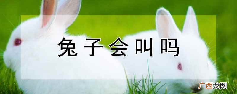 兔子会不会叫 兔子会叫吗
