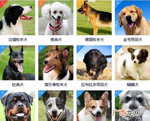 狗狗智商排名前8位，都是聪明的犬种 中国十大聪明的狗排名