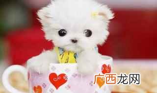 最小的狗是什么品种 世界上体型最小的狗的品种是什么