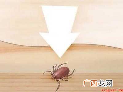 怎么杀死蜱虫的具体操作步骤 怎么杀死蜱虫