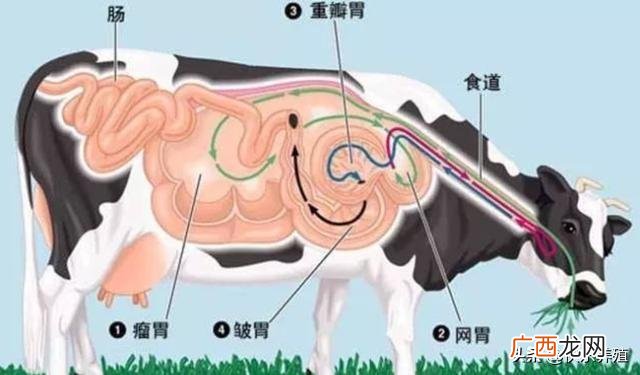 牛共有几个胃分别是什么功能 牛几个胃分别叫什么