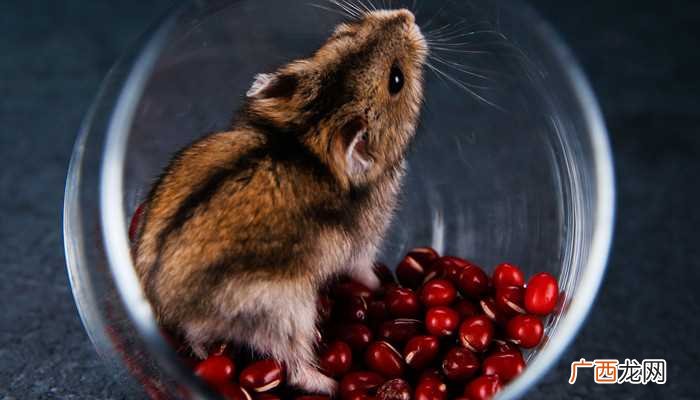 hamster是什么动物英语 hamster是什么动物