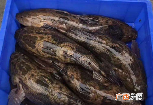 笋壳鱼1斤上百元还会变色 笋壳鱼多少钱一斤