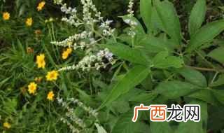 黄荆子适合人群:湿热燥渴无气滞者忌用 黄荆子的功效与作用