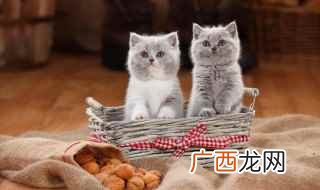 断奶后如何喂食幼猫猫粮 小猫多久断奶吃猫粮
