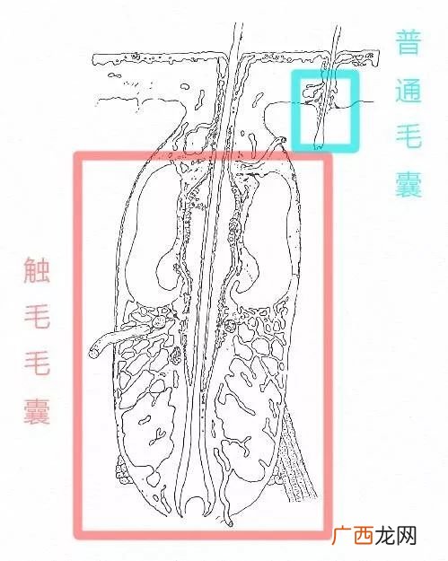 把猫的胡子剪了有没有影响 猫胡子剪了有什么后果