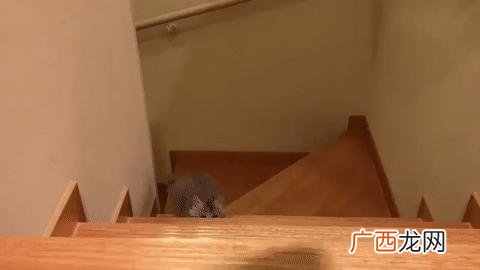 戴白手套的猫为什么不好 千万不要养戴白手套的猫