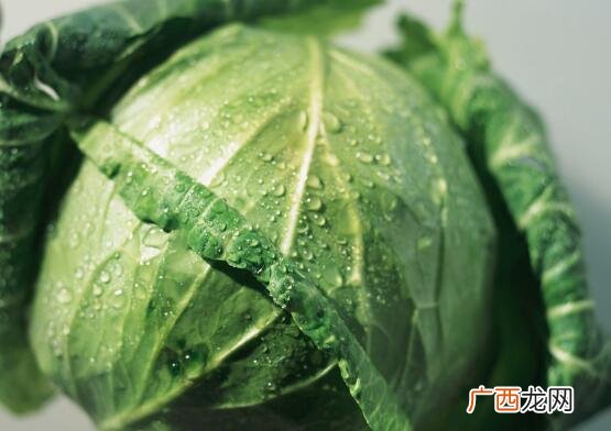 包菜和橄榄菜营养价值区别 包菜和橄榄菜的区别
