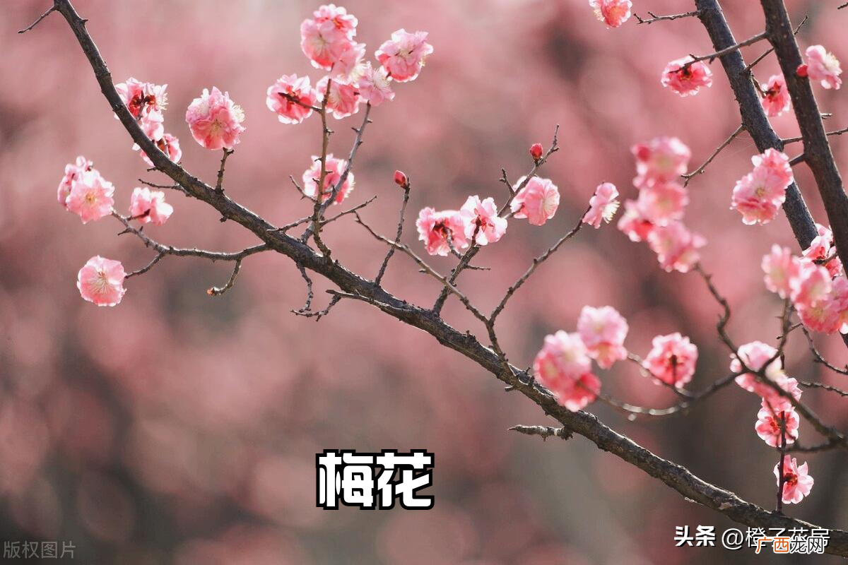 春天常见的8种开花植物品种 春天有什么花会开放