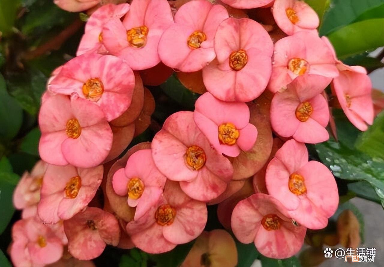 注意3点，四季开花，富贵又喜庆 虎刺梅冬天怎么养