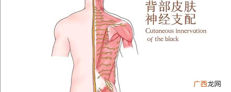 背薄和背厚的区别:皮下脂肪层不同、视觉效果不同 背厚和背薄的区别