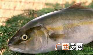 鳗鱼的制作方法有哪些 什么海鱼最好吃