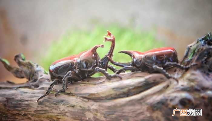 独角仙幼虫叫什么 独角仙是国家保护动物吗